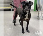 Small #2 Labrador Retriever Mix