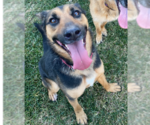 Small German Shepherd Dog Mix