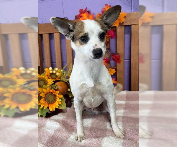 Medium Photo #4 Chihuahua-Unknown Mix Puppy For Sale in Genesee, WI, USA