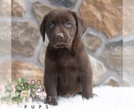 Small #3 Labrador Retriever