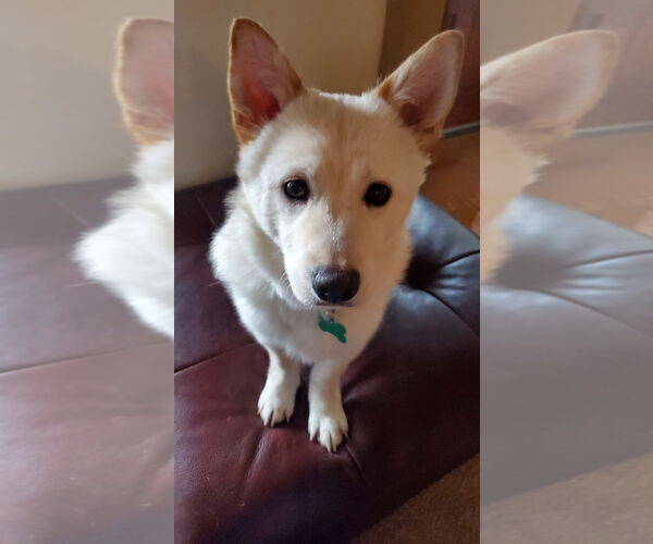 Medium Photo #3 Mutt Puppy For Sale in Bellevue, WA, USA