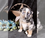 Puppy Phantom Australian Shepherd-German Shepherd Dog Mix