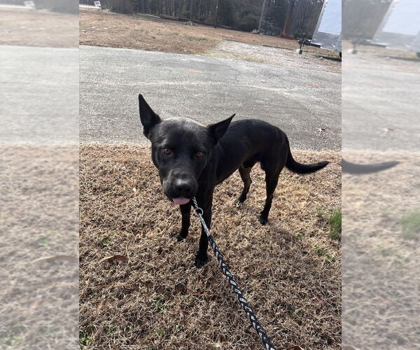 Medium Photo #4 German Shepherd Dog-Unknown Mix Puppy For Sale in Raleigh, NC, USA