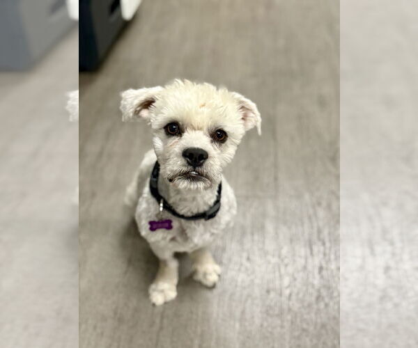 Medium Photo #3 Maltipoo Puppy For Sale in Corona, CA, USA