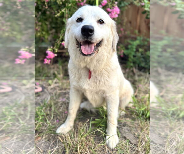 Medium Photo #2 Great Pyrenees Puppy For Sale in Spring, TX, USA