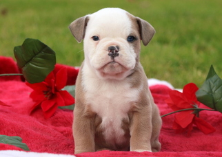 Olde English Bulldogge Puppy for sale in MOUNT JOY, PA, USA