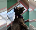 Small #3 American Pit Bull Terrier