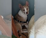 Small #2 Huskies  Mix
