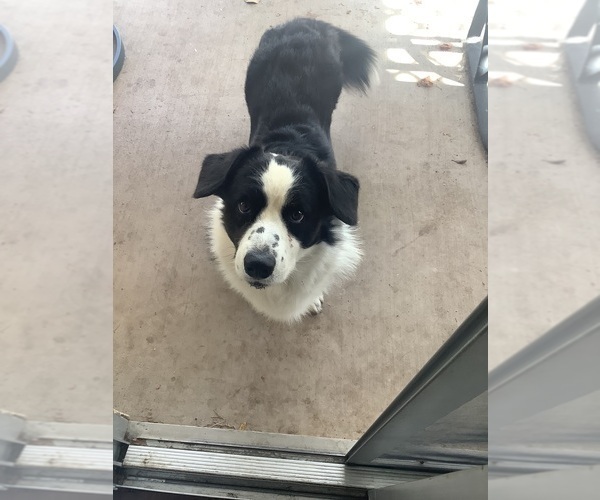 Medium Photo #7 Cardigan Welsh Corgi-Scottish Terrier Mix Puppy For Sale in WILDOMAR, CA, USA