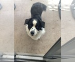 Small #6 Cardigan Welsh Corgi-Scottish Terrier Mix