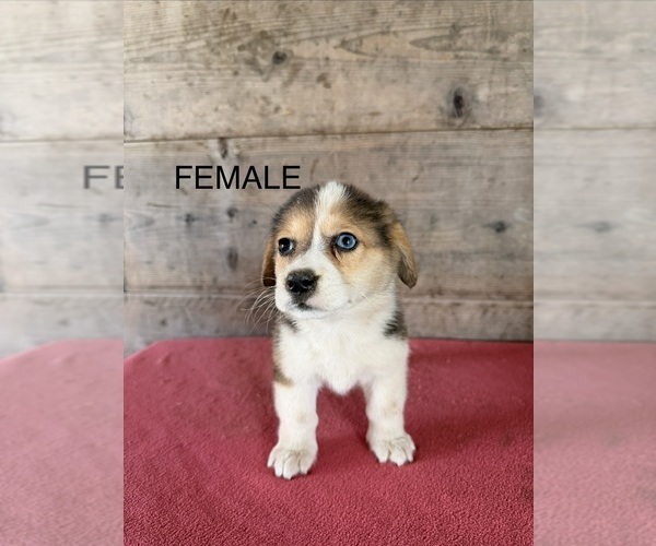 Medium Photo #2 Pembroke Welsh Corgi Puppy For Sale in VERMONTVILLE, MI, USA