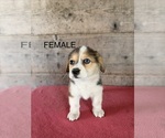 Litter of 2 - Male(s) and Female(s) Pembroke Welsh CorgiLitter of Puppies for Sale - Photo #2