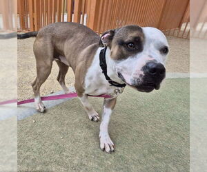 Mutt Dogs for adoption in Las Vegas, NV, USA