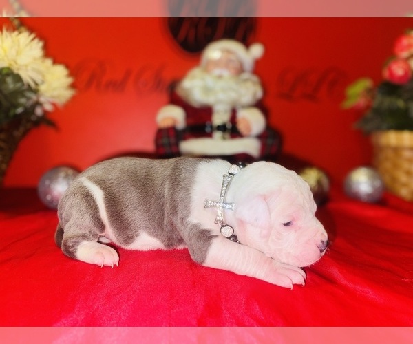 Medium Photo #1 American Pit Bull Terrier Puppy For Sale in TRENTON, NJ, USA
