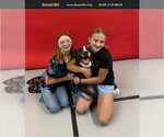 Small #3 American Pit Bull Terrier