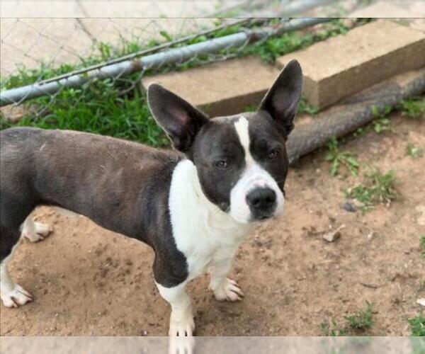 Medium Photo #2 Mutt Puppy For Sale in Tulsa, OK, USA