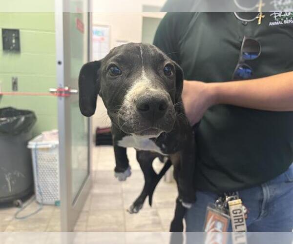 Medium Photo #1 American Pit Bull Terrier-Unknown Mix Puppy For Sale in Grand Prairie, TX, USA