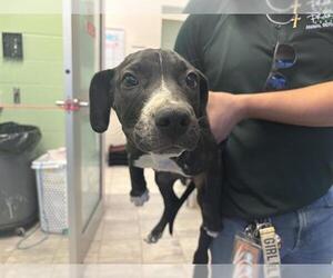 American Pit Bull Terrier-Unknown Mix Dogs for adoption in Grand Prairie, TX, USA