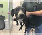 SCOOBY - Male American Pit Bull Terrier-Unknown Mix Dog for Adoption - Small photo