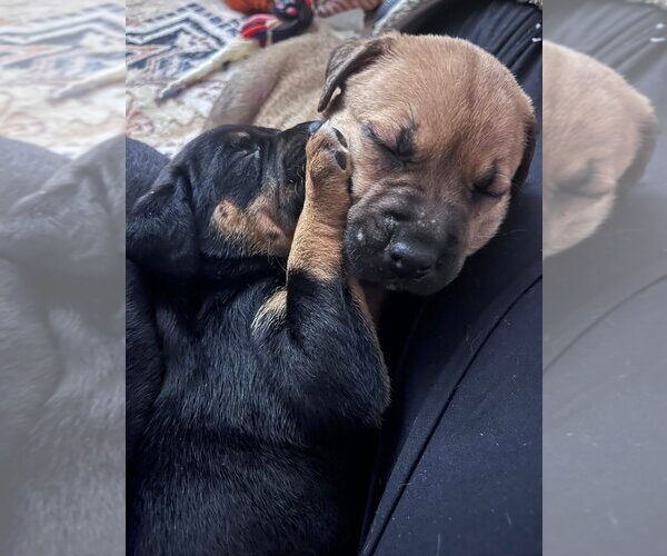 Medium Photo #6 Labrottie Puppy For Sale in Brewster, NY, USA