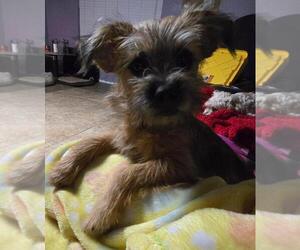 Freda - Female Border Terrier-Norfolk Terrier Mix Dog for Adoption - Photo #4