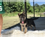 Small Photo #9 German Shepherd Dog Puppy For Sale in HOUSTON, TX, USA