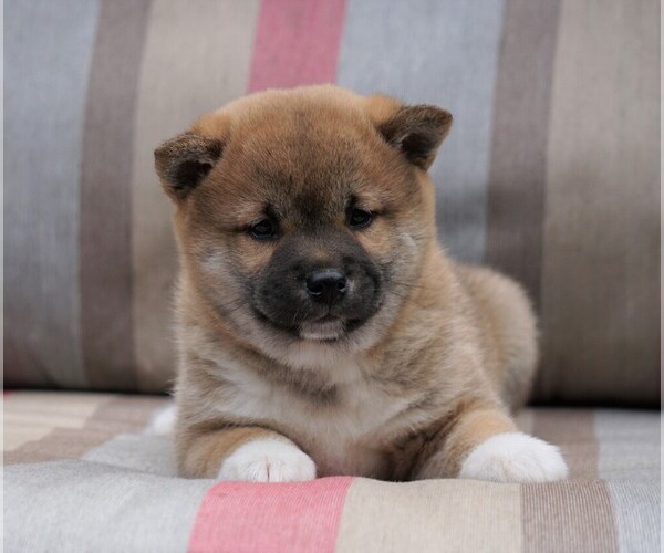 Medium Photo #2 Shiba Inu Puppy For Sale in FREDERICKSBG, OH, USA