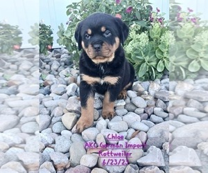 Rottweiler Puppy for Sale in TOPEKA, Indiana USA