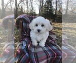 Small Photo #8 Havachon Puppy For Sale in NIANGUA, MO, USA
