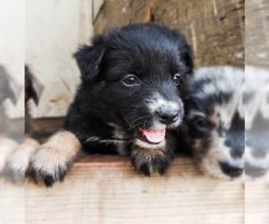 Australian Shepherd Puppy for Sale in COEUR D ALENE, Idaho USA