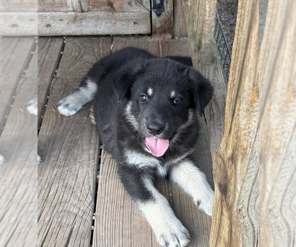 Medium Photo #1 German Shepherd Dog Puppy For Sale in Bolivar, MO, USA