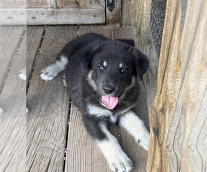 German Shepherd Dog Dogs for adoption in Bolivar, MO, USA
