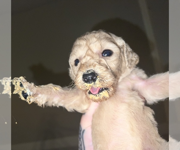 Medium Photo #1 Poodle (Standard) Puppy For Sale in JACKSONVILLE, FL, USA