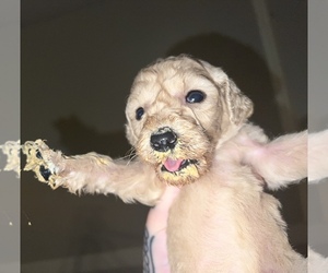 Poodle (Standard) Puppy for sale in JACKSONVILLE, FL, USA
