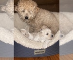 Puppy 2 Maltipoo-Poodle (Toy) Mix