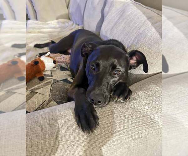 Medium Photo #8 Labrador Retriever-Unknown Mix Puppy For Sale in Kennesaw, GA, USA