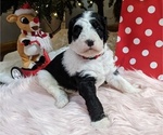 Small Photo #4 Sheepadoodle Puppy For Sale in LITTLETON, CO, USA
