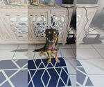 Small German Shepherd Dog Mix