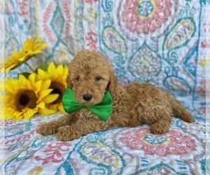Goldendoodle (Miniature) Puppy for sale in LANCASTER, PA, USA