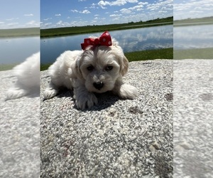 Maltipoo Puppy for sale in LANCASTER, MO, USA