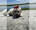 Small Maltipoo