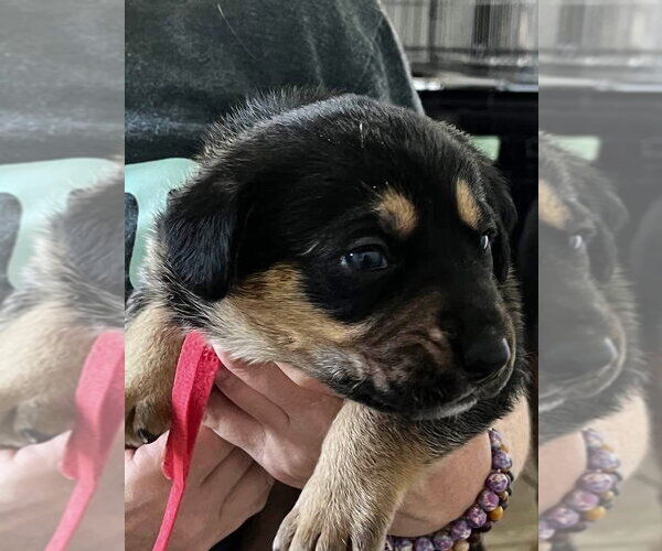 Medium Photo #4 Black and Tan Coonhound-Rottweiler Mix Puppy For Sale in Mooresville, NC, USA