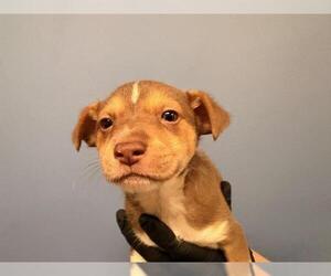 Chihuahua-Unknown Mix Dogs for adoption in Orange, CA, USA