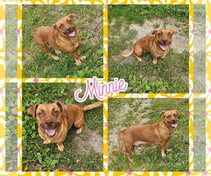 Dachshund-Unknown Mix Dogs for adoption in Blacksburg, SC, USA