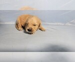 Small Photo #3 Golden Retriever Puppy For Sale in FALCON, CO, USA