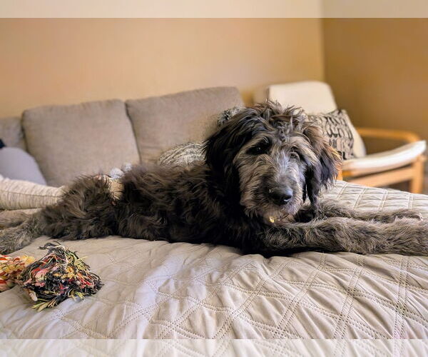 Medium Photo #6 Poodle (Standard) Puppy For Sale in Sandy, UT, USA