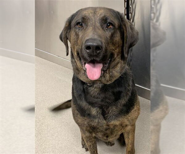 Medium Photo #1 Mastador Puppy For Sale in Fairbanks, AK, USA