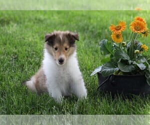 Collie Puppy for sale in FREDERICKSBG, OH, USA
