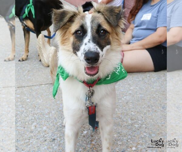 Medium Photo #5 Border Collie-English Springer Spaniel Mix Puppy For Sale in Washington, DC, USA