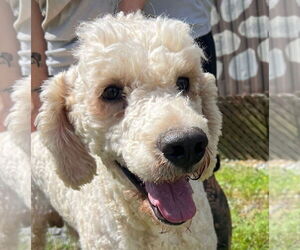 Labradoodle Dogs for adoption in Pacolet, SC, USA